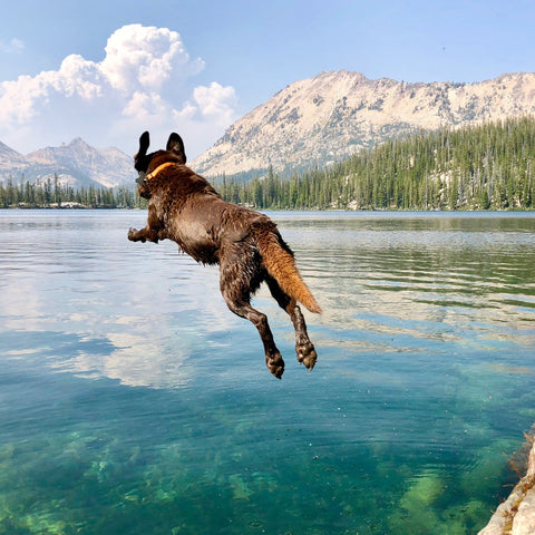 SAWTOOTH: Dog Camping Gear Rental: GREAT dog package!